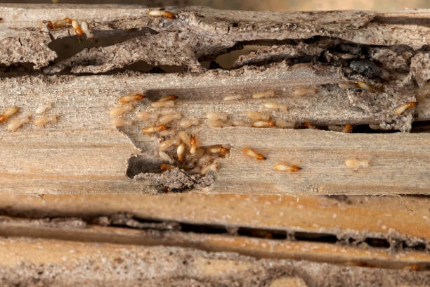 Best Ant Control Services  in Coquille, OR