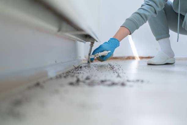 Best Local Pest Control Services  in Coquille, OR